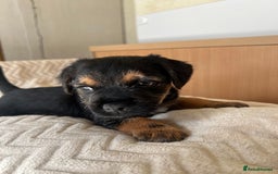 Border Terrier dogs for sale: Border Terrier Puppies - Ready now 🐾  - Image 27