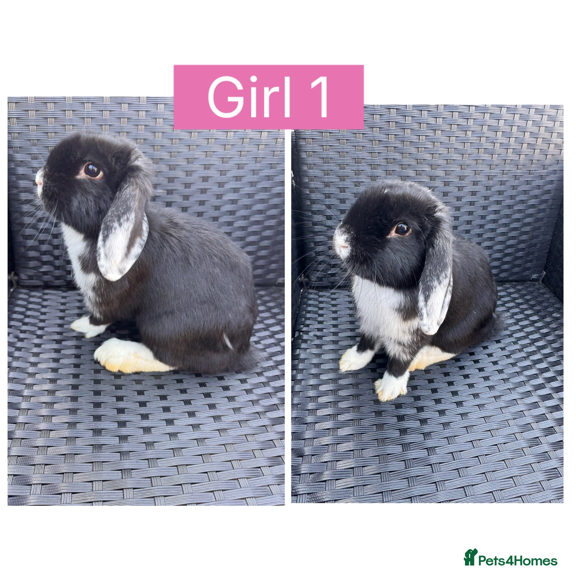 English Lop rabbits Lop rabbits ready to leave now - 5 Girls 5 Boys - Advert 2