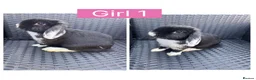 English Lop rabbits for sale: Lop rabbits ready to leave now - 5 Girls 5 Boys - Advert 1