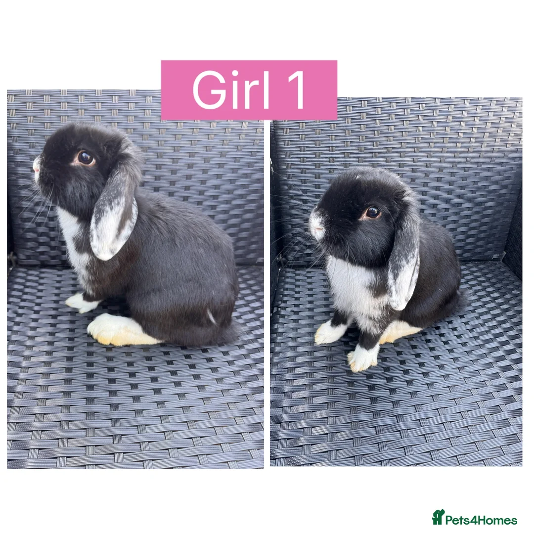English Lop rabbits for sale: Lop rabbits ready to leave now - 5 Girls 5 Boys - Advert 1