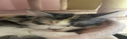 Maine Coon cats for sale: Lady! calico maine coon!  - Advert 4