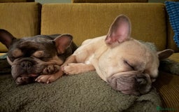 French Bulldog dogs for adoption: Female French bulldog  - Image 2