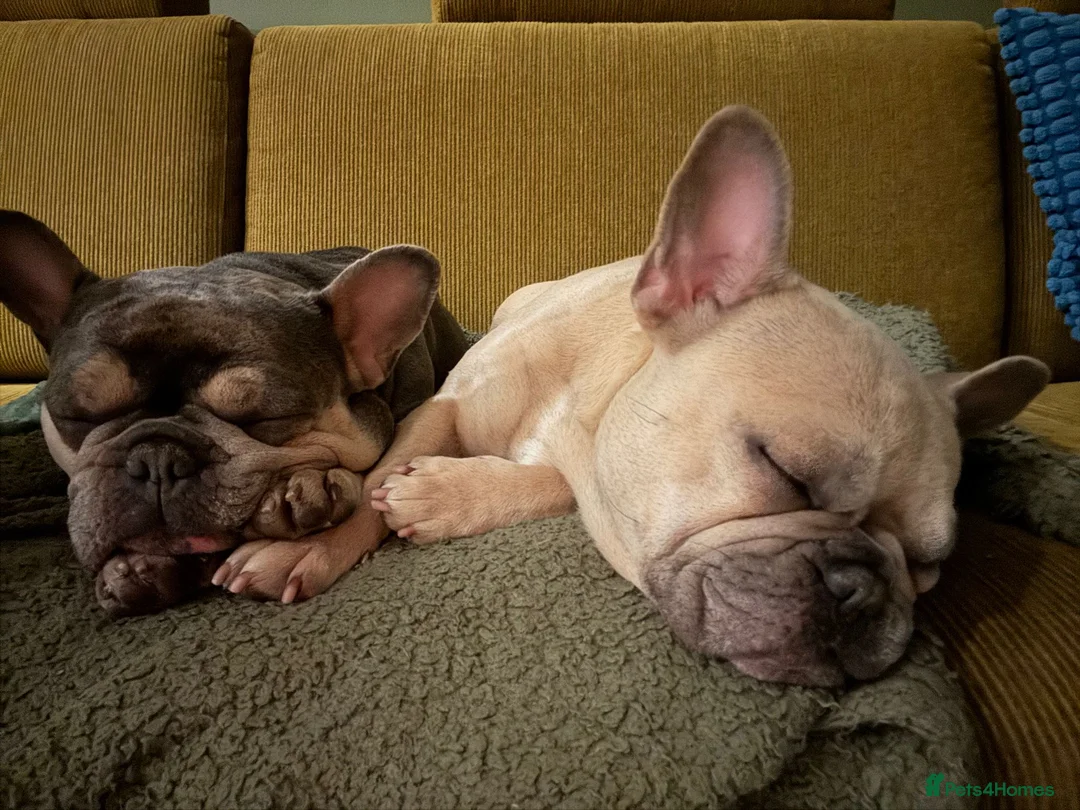 French Bulldog dogs for adoption: Female French bulldog  - Advert 2