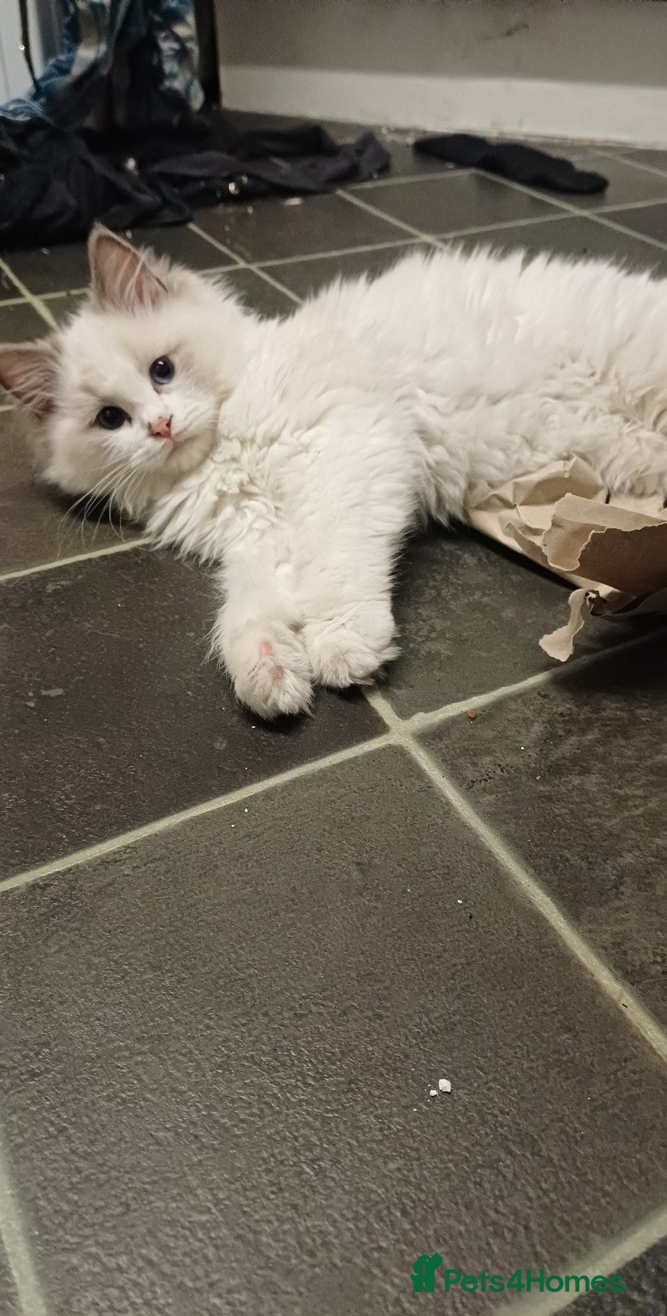 Ragdoll cats Blue bicolour ragdoll kitten  - Advert 5