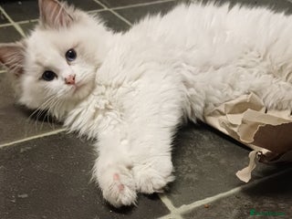 Ragdoll cats Blue bicolour ragdoll kitten - Advert 13