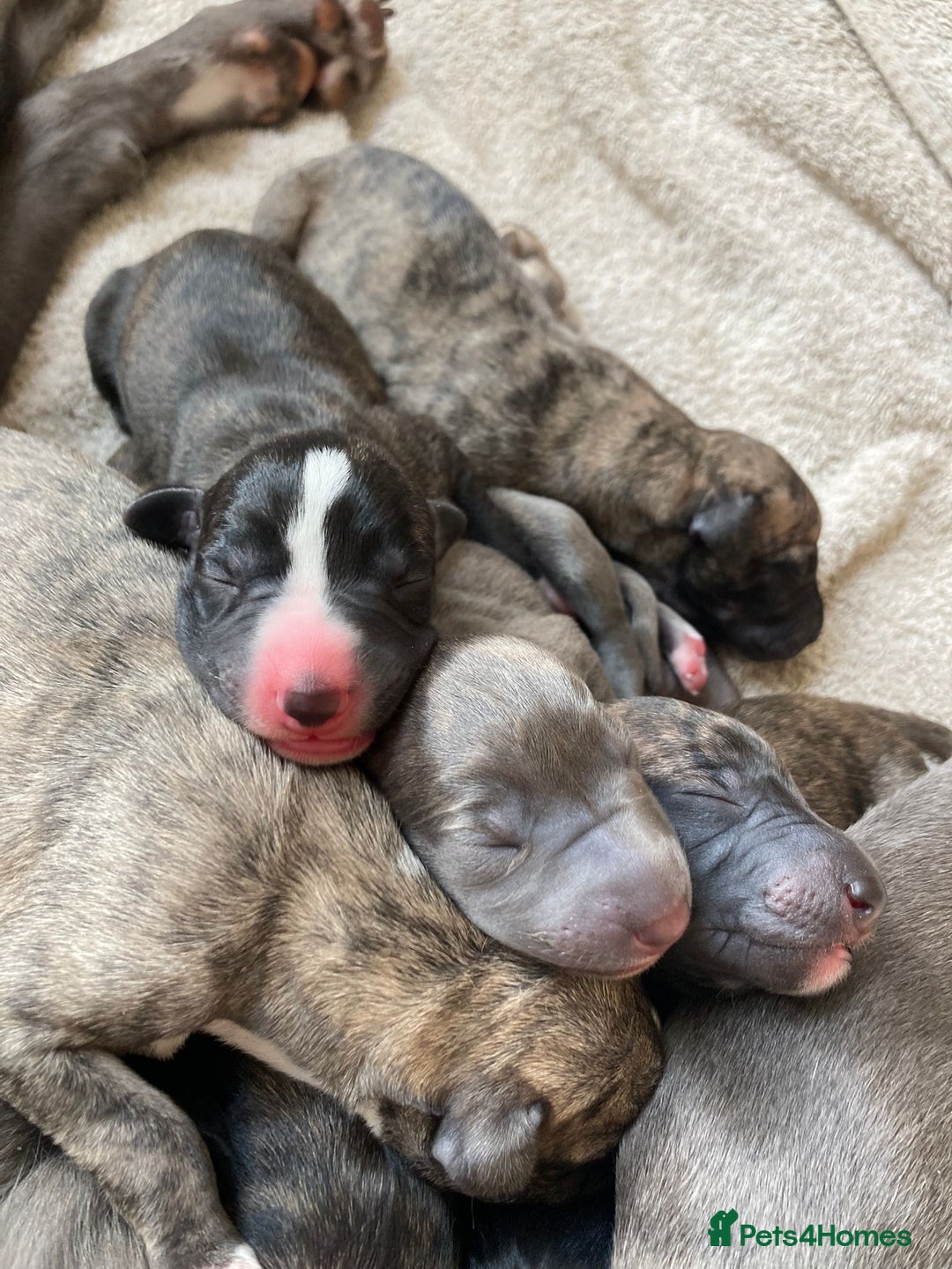Whippet dogs for sale: Beautiful KC Reg Pedigree Whippet Puppies - Advert 7
