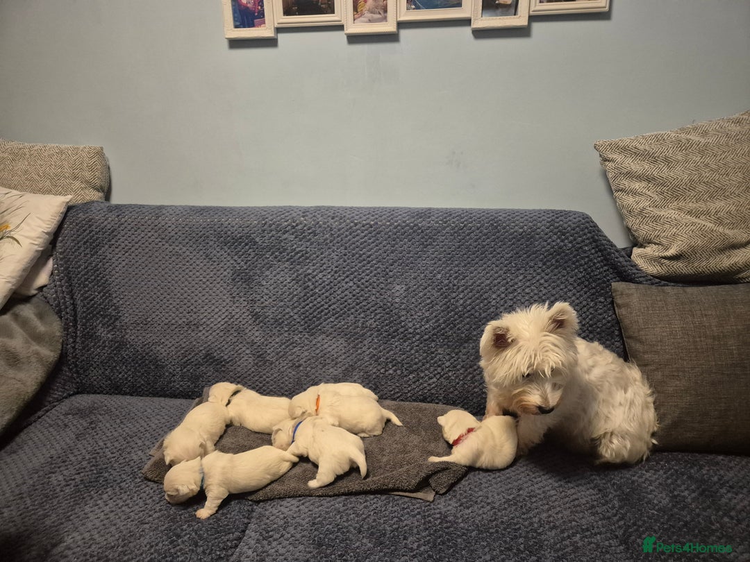 West Highland Terrier dogs for sale: Westhighland Terrier - Advert 6