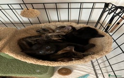 Domestic Shorthair cats for sale: Two black kittens 1xm 1xf - Image 1