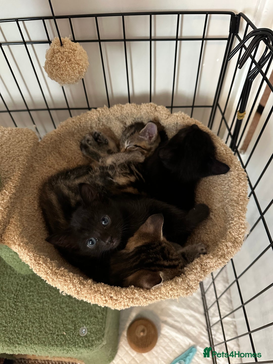 Domestic Shorthair cats for sale: Two black kittens 1xm 1xf - Image 1