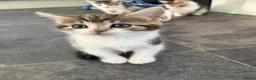 Mixed Breed cats for sale: 6 gorgeous kittens - Advert 9
