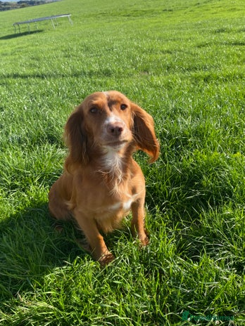 Cocker Spaniel dogs - Advert 15