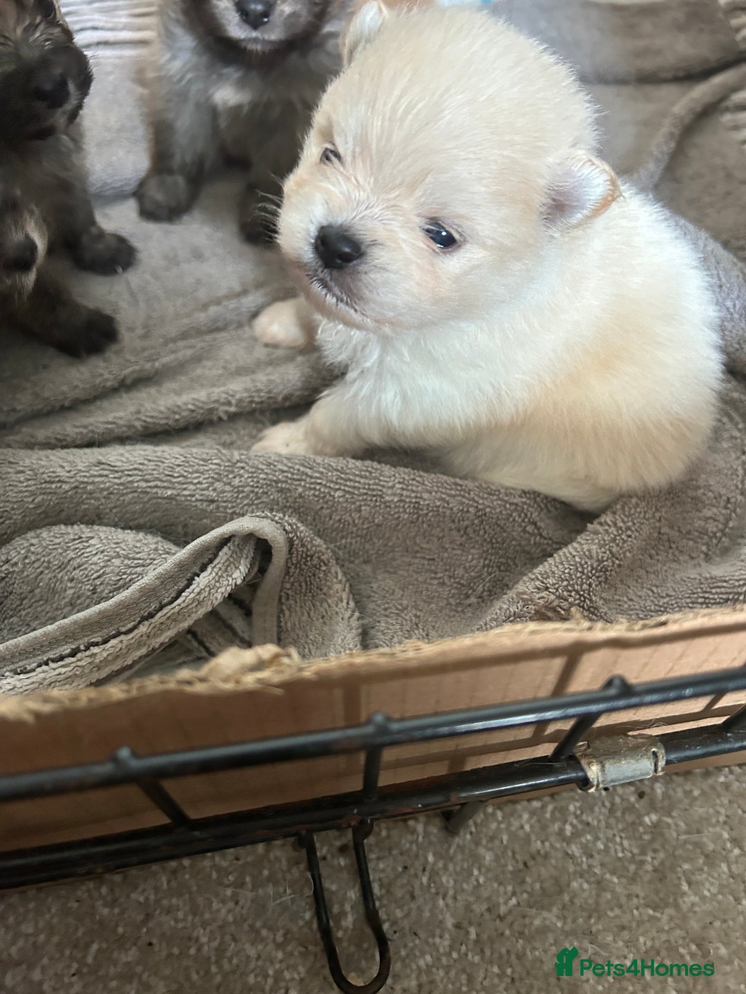 Pomeranian dogs for sale: Ready now***tiny teddy faced Pomeranian baby’s.  - Advert 33