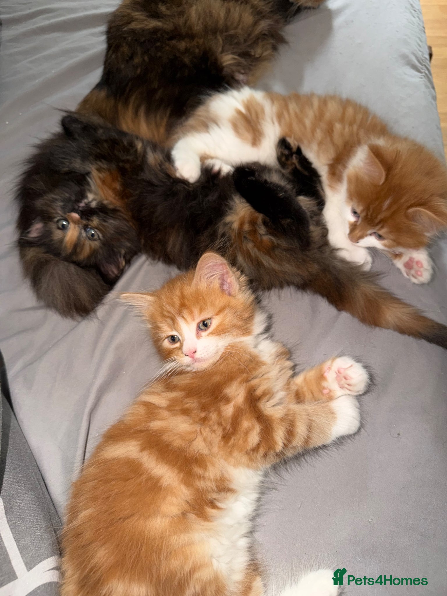 Mixed Breed cats for sale: 3 Sweet kittens available.  - Advert 8