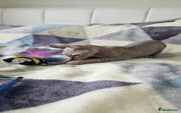 Sphynx cats for sale: Sphynx kitten - Image 2