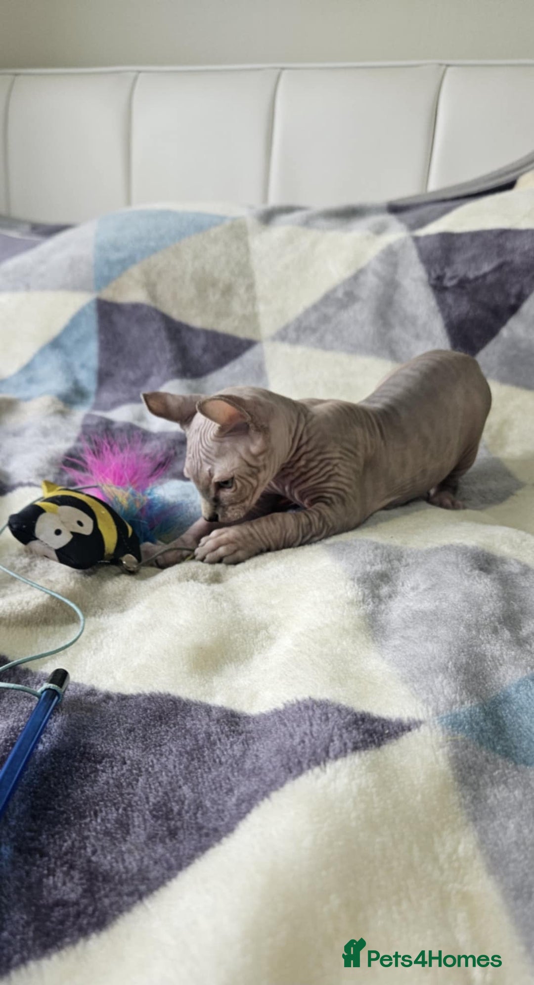 Sphynx cats for sale: Sphynx kitten - Image 2
