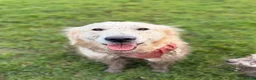 Golden Retriever dogs for sale: Female golden retriever  - Advert 8