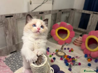 Ragdoll cats - Advert 3