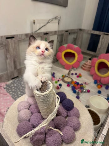 Ragdoll cats - Advert 3