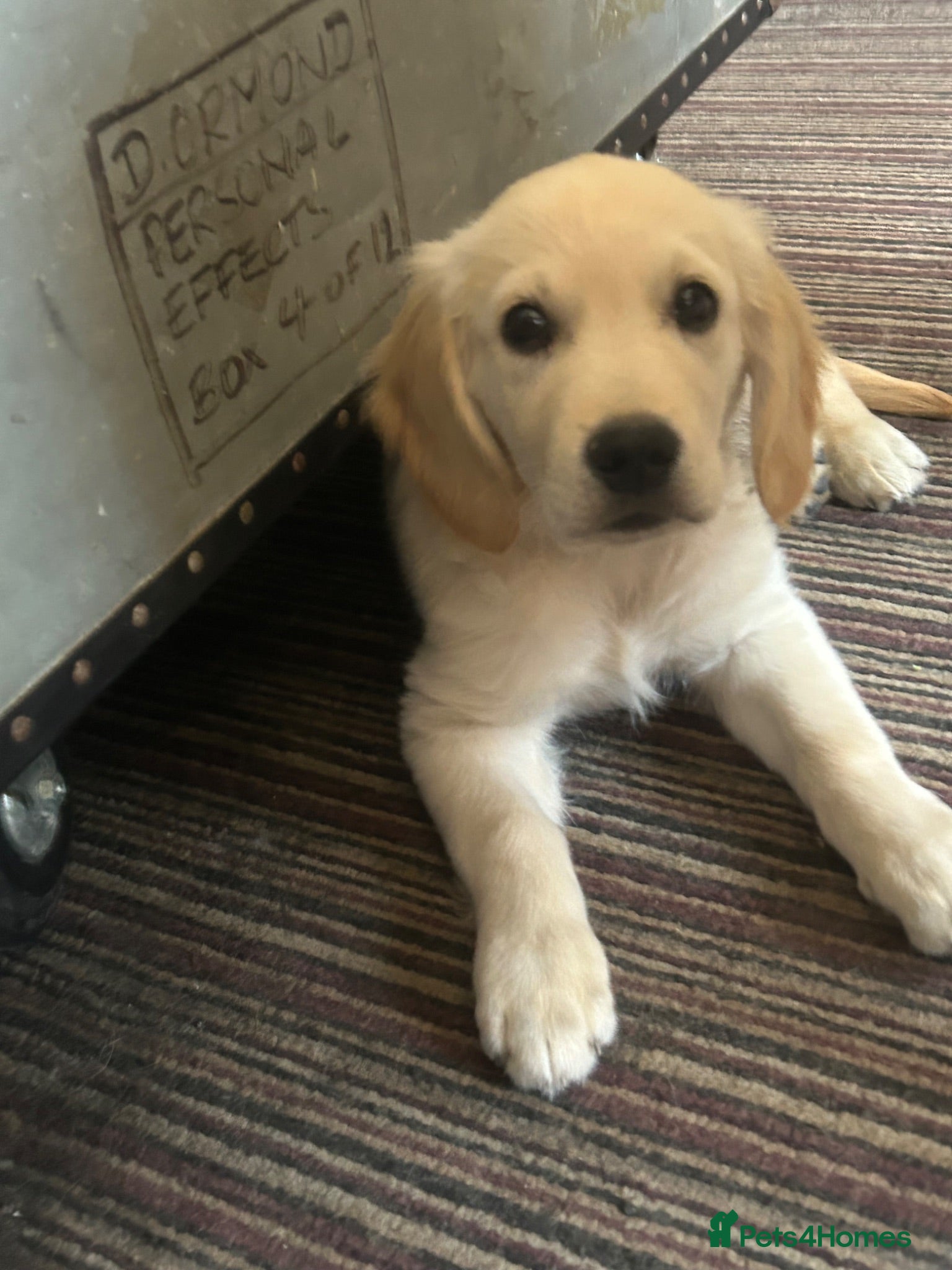 Mixed Breed dogs Dakota sports retriever. Only Mr Grey left. 😮  - Advert 1