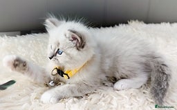 Ragdoll cats for sale: Gorgeous Snow Leocats: RagdollxSiberianxHimalayan! - Image 10
