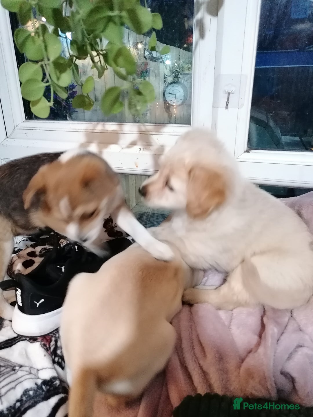 Patterjack dogs for sale: Patterjacks - Advert 9