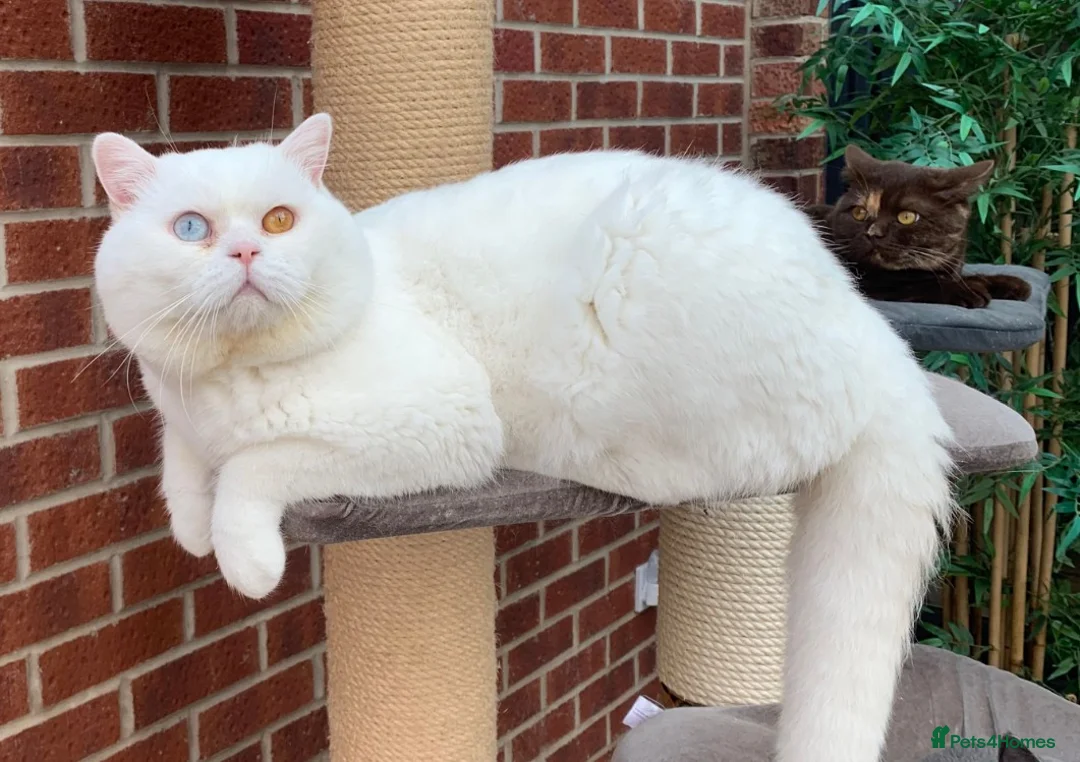 British Shorthair cats for sale: 🐻‍❄️😽Gorgeous Odd Eyes White BSH Boy😽 - Advert 2