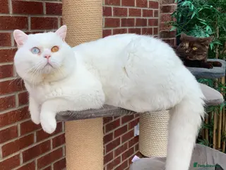 British Shorthair cats 🐻❄️😽 Luxury Odd Eyes White BSH Boy😽 - Advert 16