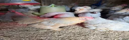 Chickens poultry for sale: Isabella porcelain pekin chickens  - Advert 3