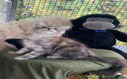Maine Coon cats for sale: Pedigree registered Maine Coons - Image 25