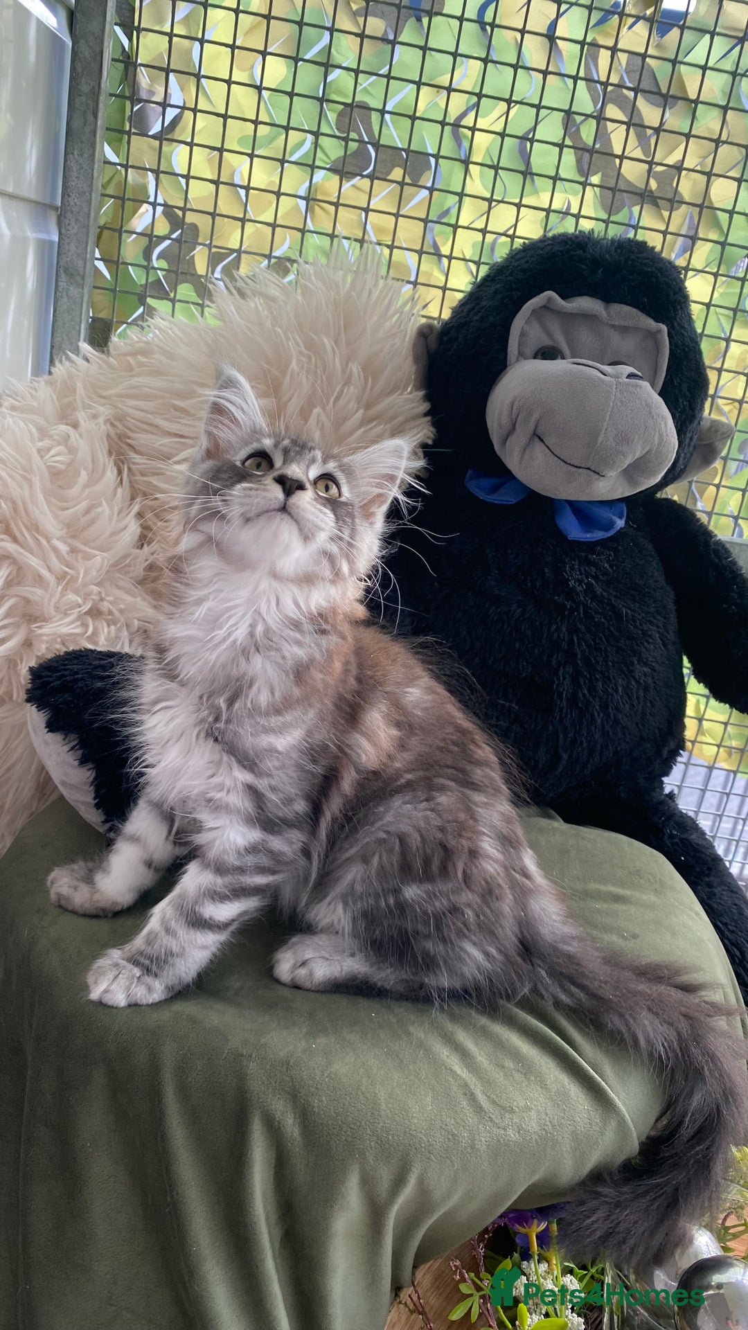 Maine Coon cats for sale: Pedigree registered Maine Coons - Image 25