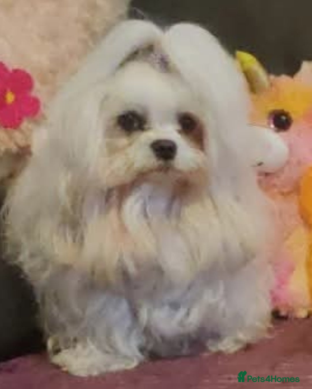 Maltese dogs for sale: BEAUTIFUL MALTESE PUPPIES - FROM LONDON . - Advert 8