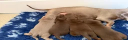 Miniature Dachshund dogs for sale: Beautiful kc registered miniature dachshunds  - Advert 10