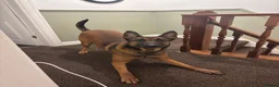 Belgian Shepherd Dog dogs for sale: Beautiful Athena in Oldham - Advert 6