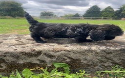 Mixed Breed dogs for sale: Beautiful Little Boy Available Now! - Image 3