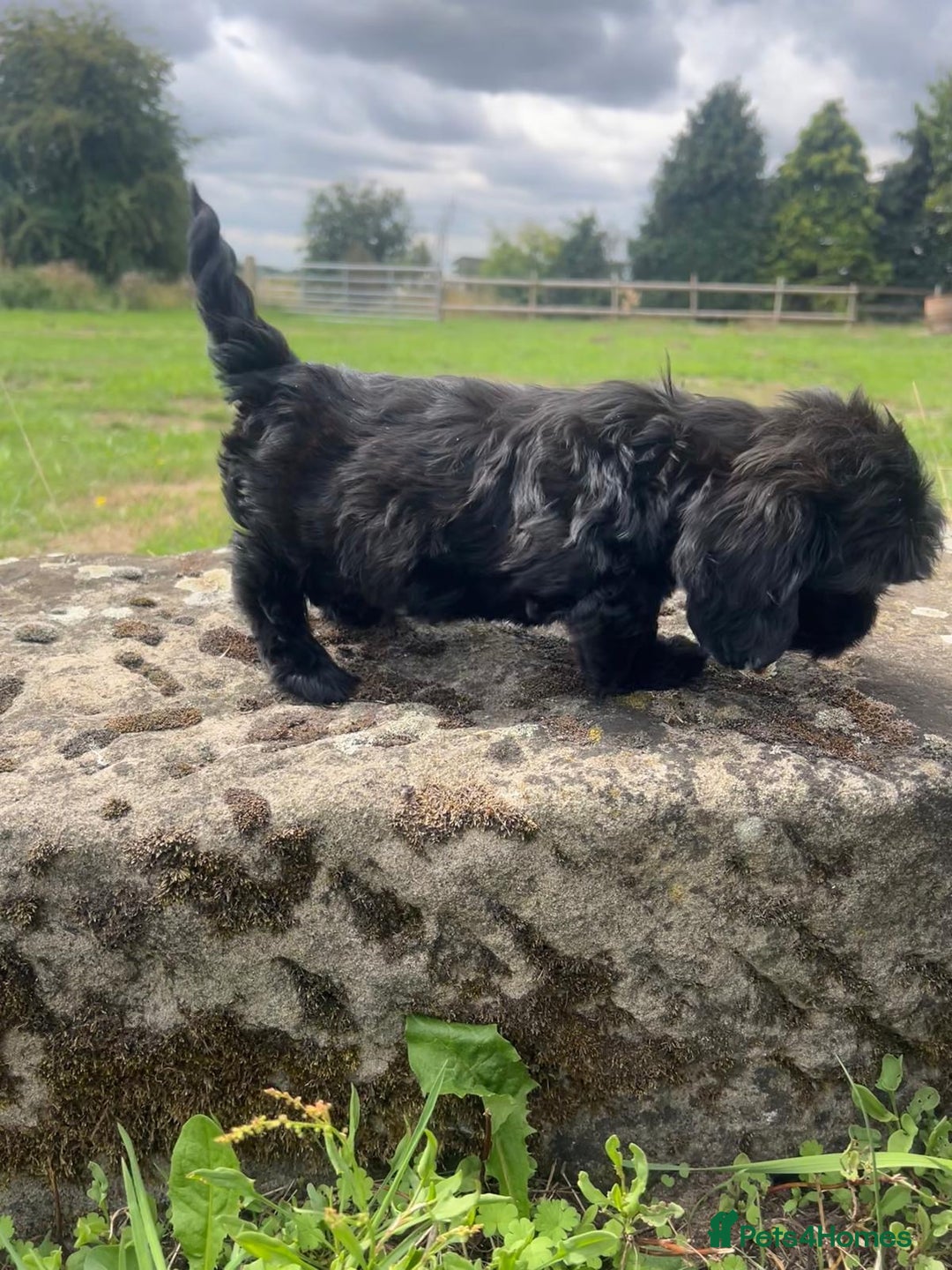 Mixed Breed dogs for sale: Beautiful Little Boy Available Now! - Image 3