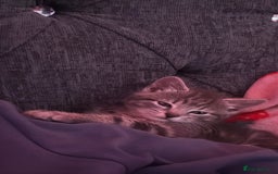 Bengal cats for sale: REDUCED 12week old bengal for sale ASAP - Image 3