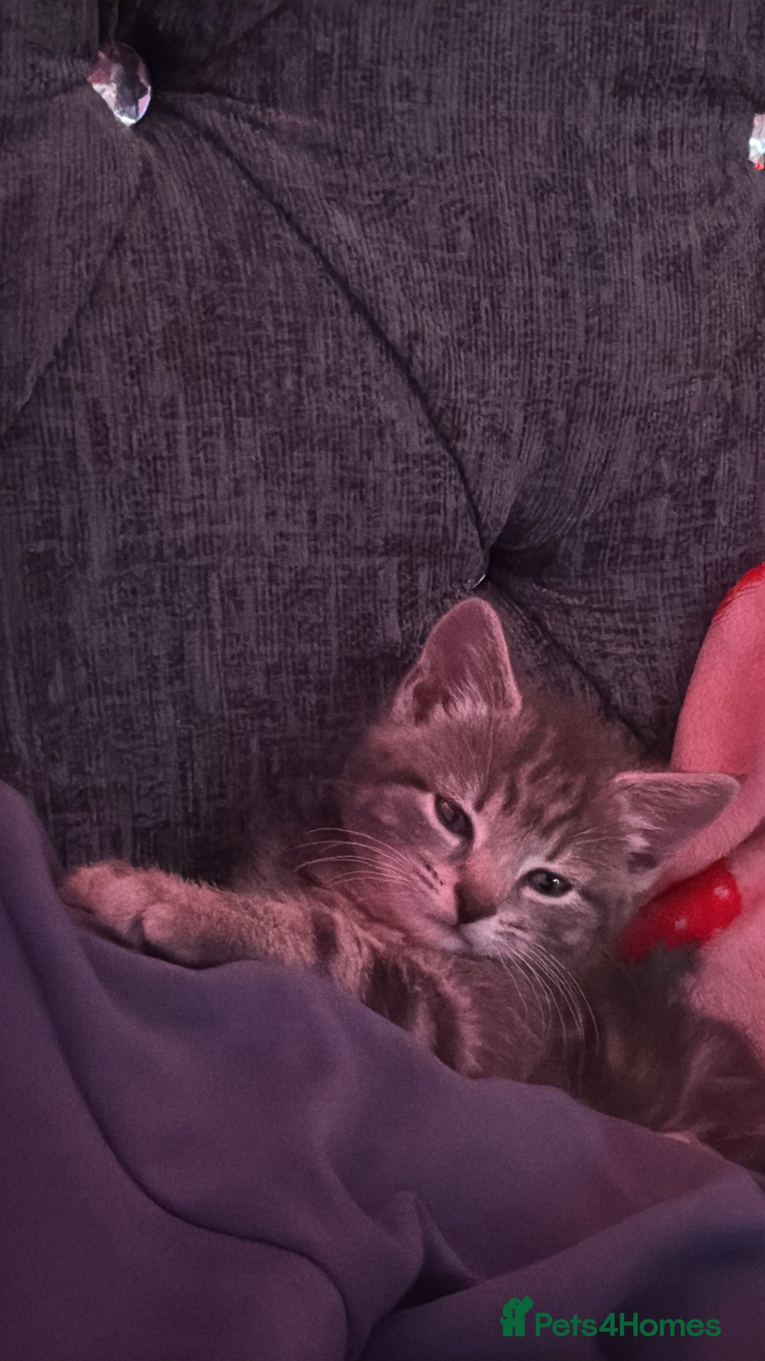 Bengal cats for sale: REDUCED 12week old bengal for sale ASAP - Image 3