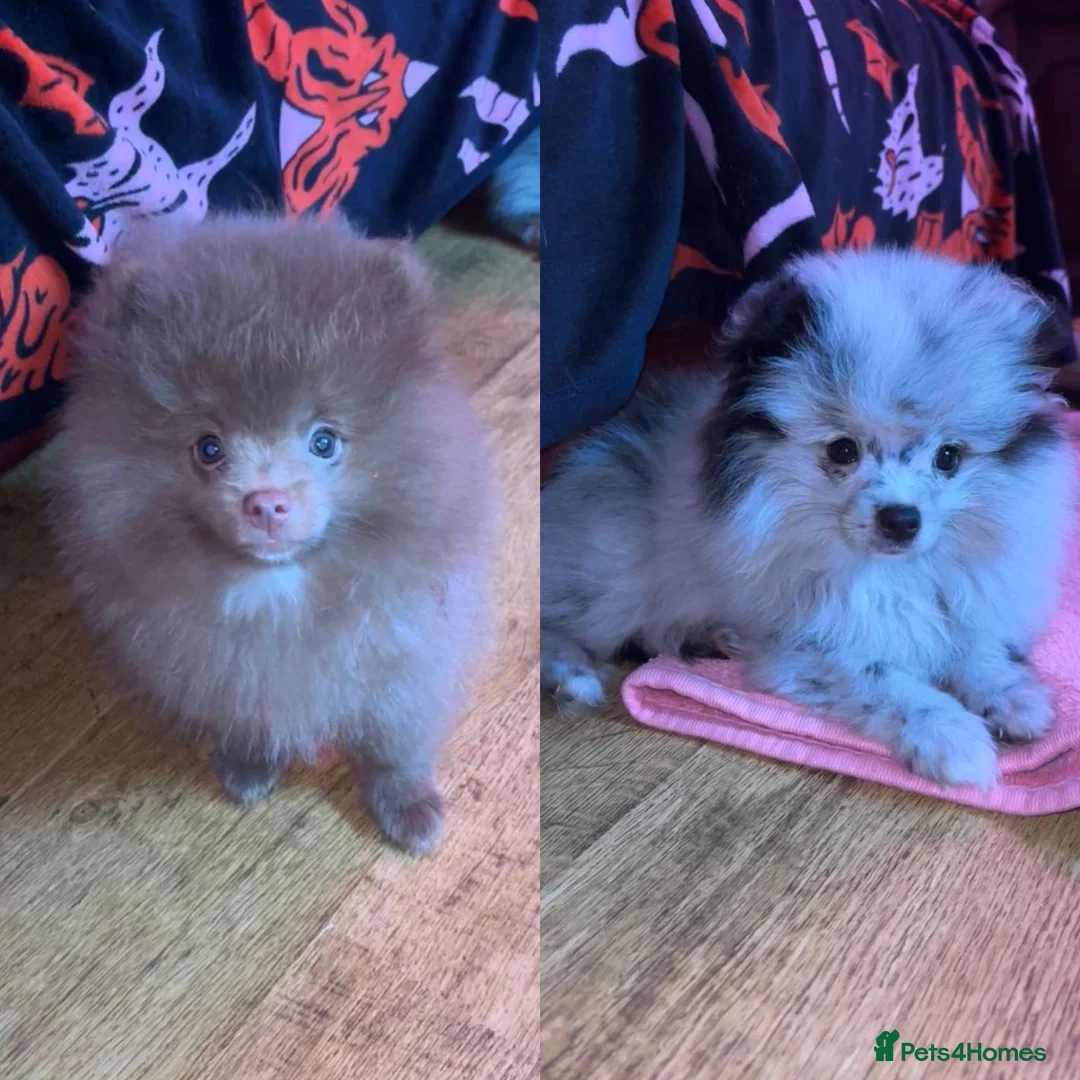 Pomeranian dogs for stud: Beautiful blue eyed Alaskan merle Pomeranian stud in Swansea - Advert 13