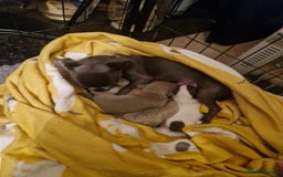 Chihuahua dogs for sale: Female Puppies  - Image 12