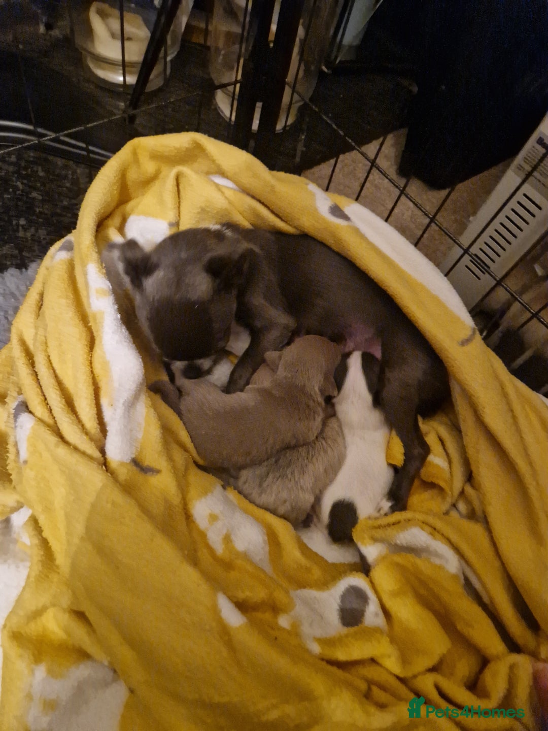 Chihuahua dogs for sale: Female Puppies  - Image 12