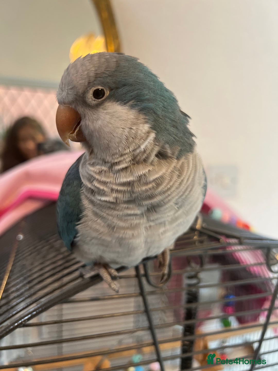 Parakeets birds for sale: Beautiful blue Quaker for sale! - Image 3