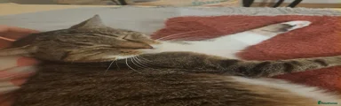 Cat 2