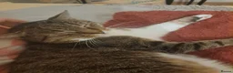 Mixed Breed cats for sale: Test Advert: Petras cats - Advert 4