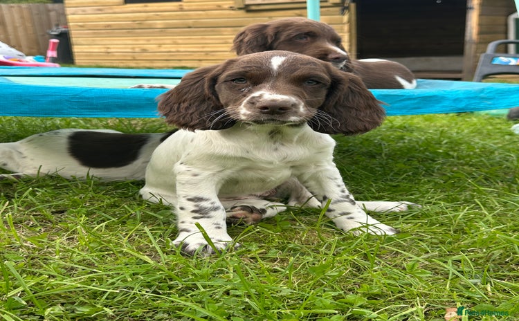 English Springer Spaniel dogs - Advert 7