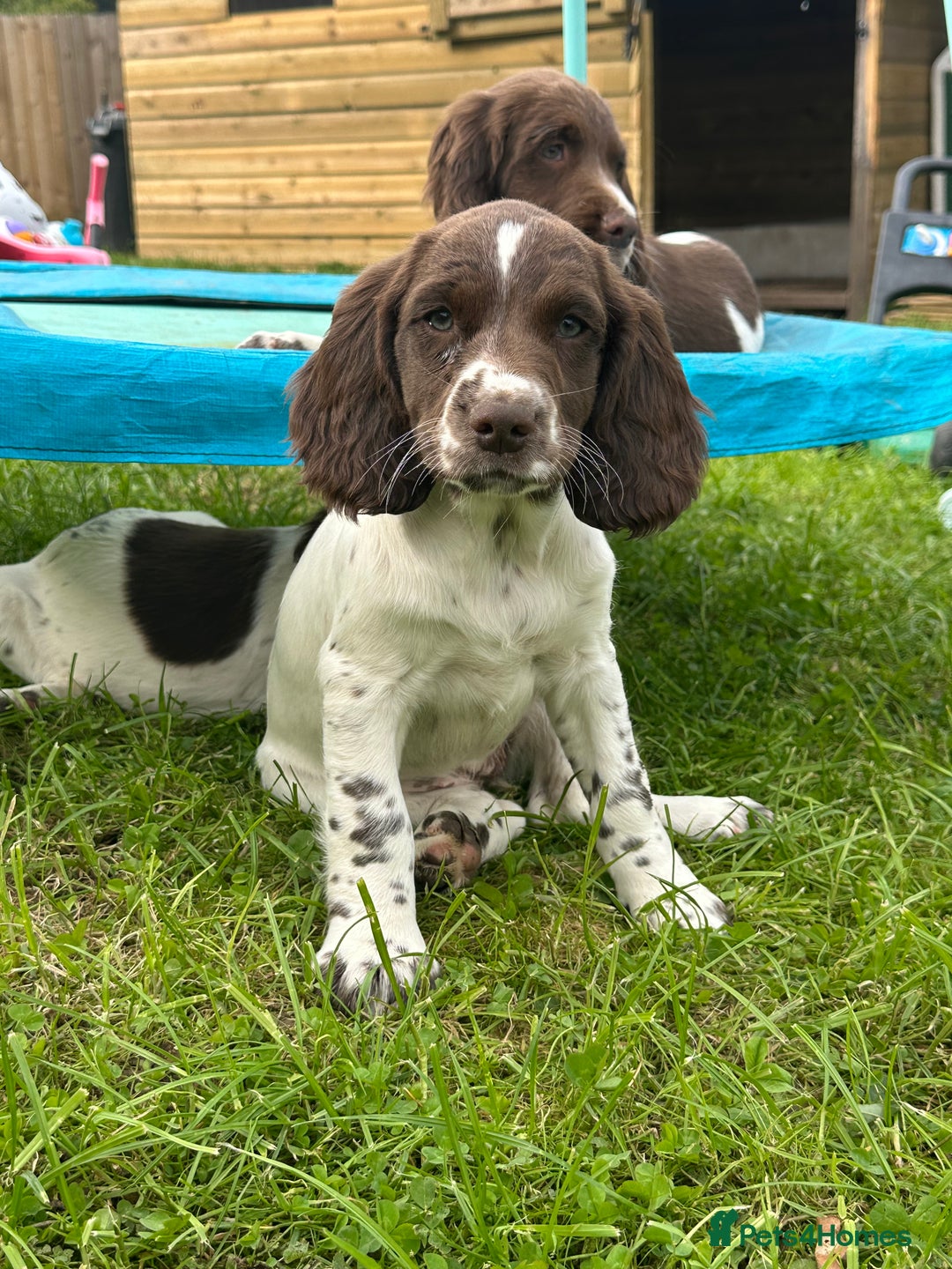 English Springer Spaniel dogs for sale: READY TO GO - KC Reg, Docked, Springer Puppies - Image 1