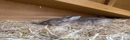 Netherland Dwarf rabbits for sale: Netherland dwarf brothers  in Montgomery - Advert 3