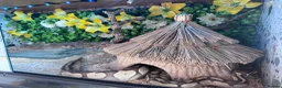Python Snake reptiles for sale: Ball phyton  - Advert 1