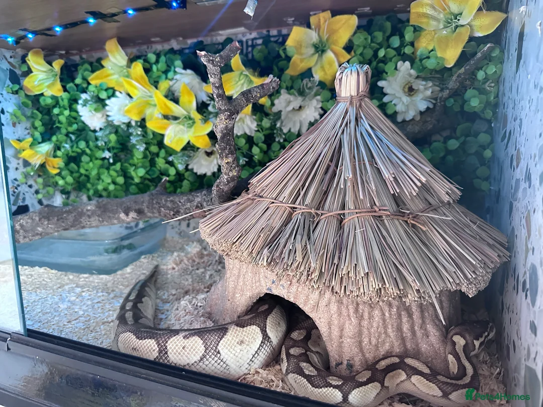 Python Snake reptiles for sale: Ball phyton  - Advert 1