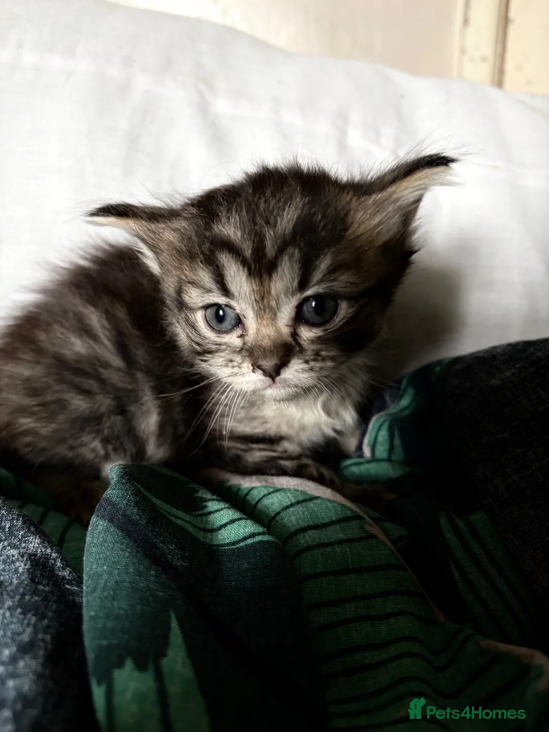 Ragdoll cats for sale: kittens for sale in Hereford - Advert 2