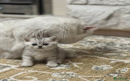 British Shorthair cats for sale: 2 TICA registered BSH kittens  - Image 12